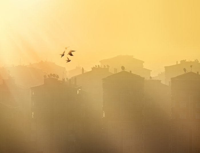 Birds fly through smog city skyline